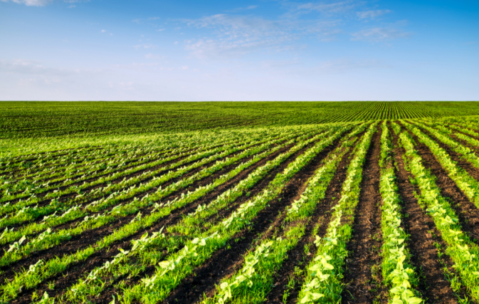 土壤缺什么？補(bǔ)什么?